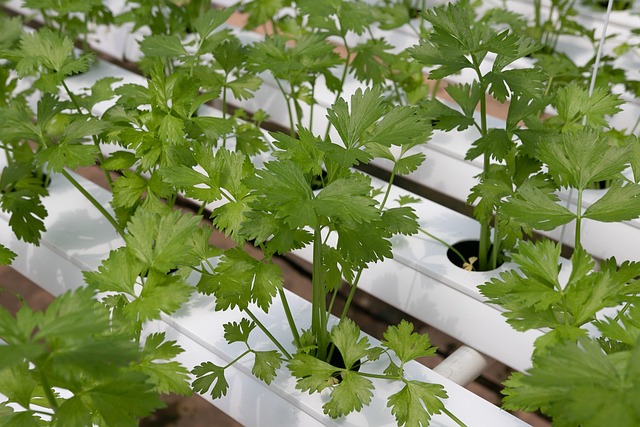 AeroGarden Harvest Indoor Hydroponic System