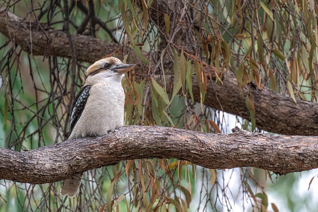 Kookaburra Cricket Ball