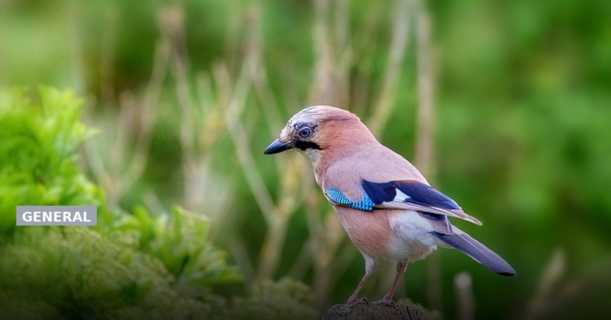How to Identify Blue Jays, Key Physical Traits and Behaviors