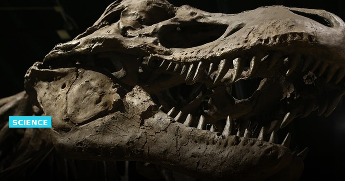 How a Tyrannosaurus Rex Fossil Is Preserved and Displayed
