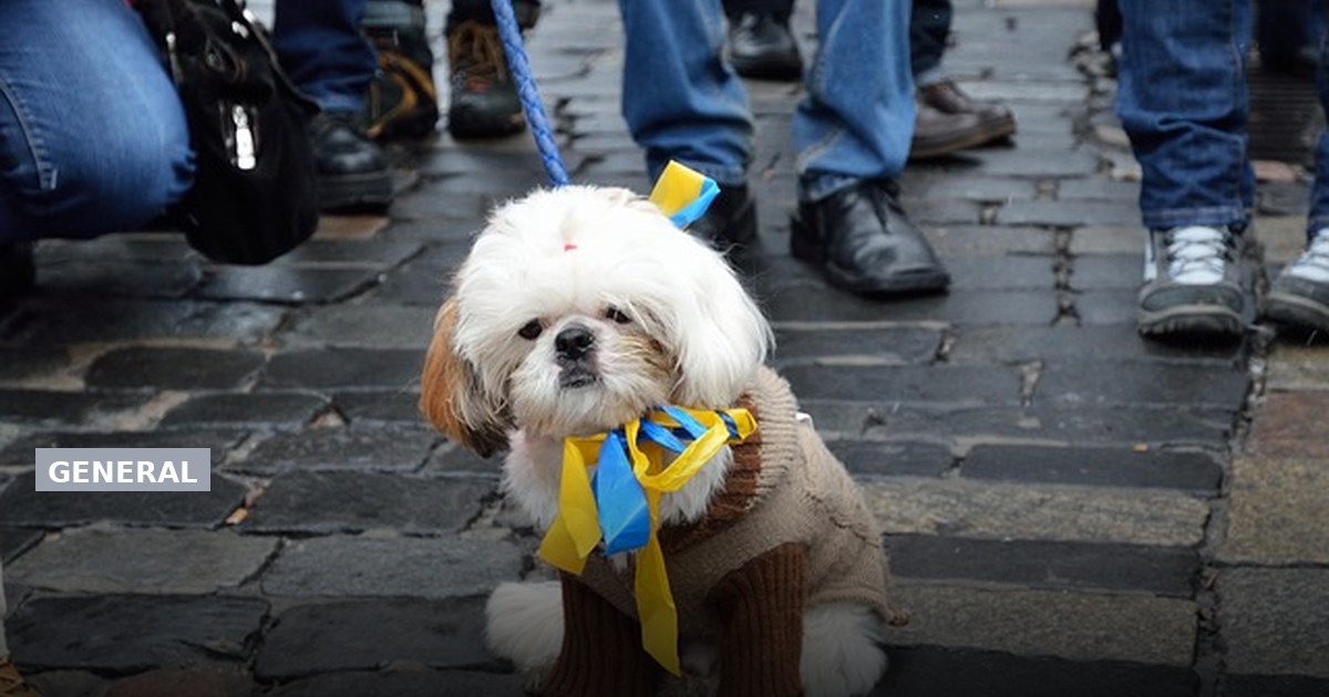 Ukraine Protests Defence Minister Dismissal, What Led to the Controversy