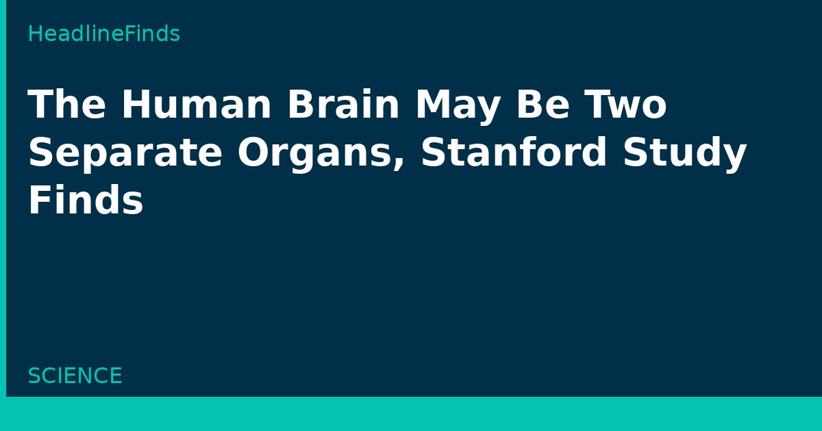 The Human Brain May Be Two Separate Organs, Stanford Study Finds