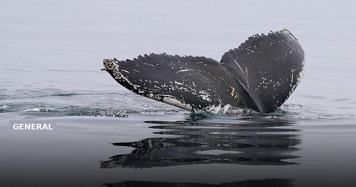 Royal Caribbean Whale Strike Alaska, What Happened and What It Means for Passengers