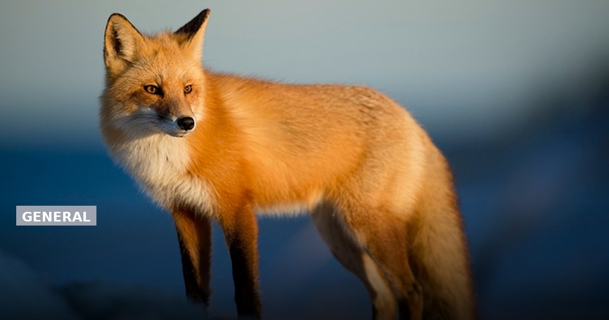 How to Identify a Red Fox, Key Characteristics and Behaviors